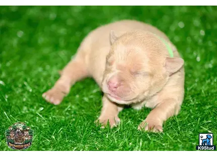 a piglet lying on grass